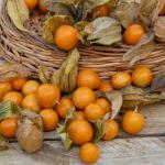 Fleurs - Physalis Edulis Coqueret du Pérou - face recto